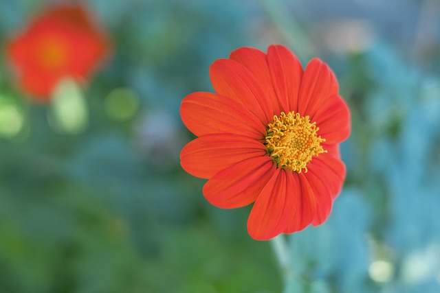 中的表现令 中的表现令